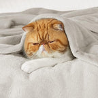Bedsure GentleSoft Twin XL Fleece Blanket Dorm Bedding - Image 2